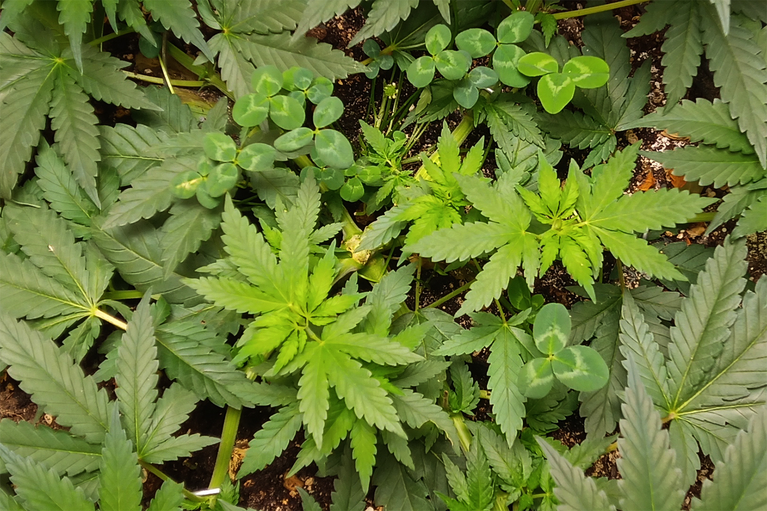 Weißklee im Einsatz