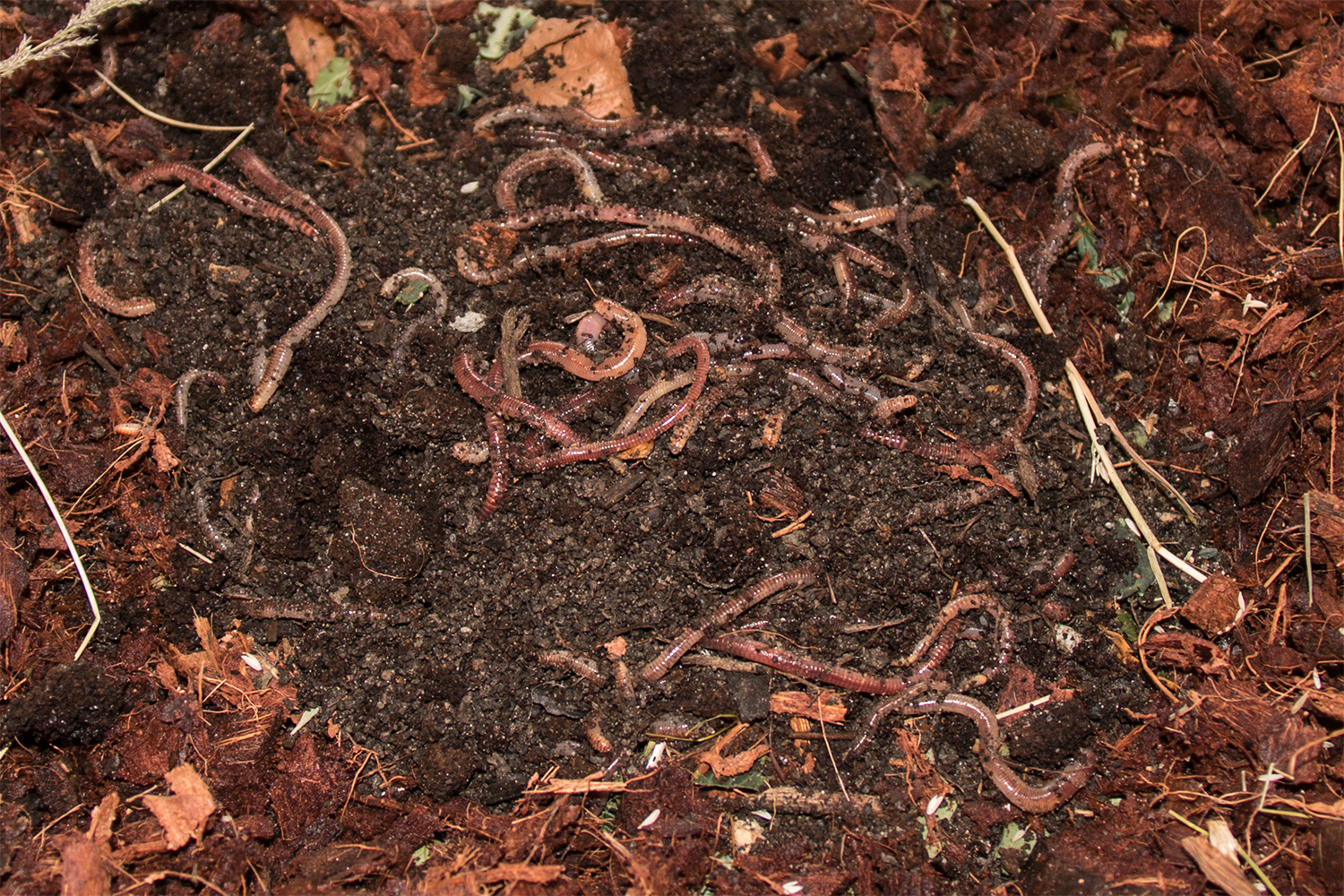 Kompostwürmer im Garten