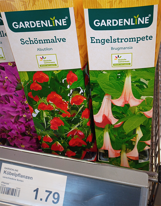 Brugmansia